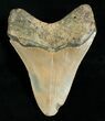 Megalodon Shark Tooth #4564-3